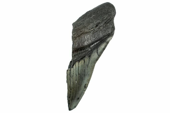 Partial Fossil Megalodon Tooth - Serrated Edge #320661